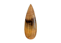 Bois fossile petrified wood 66,61ct