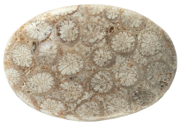 Corail fossile 27.60ct