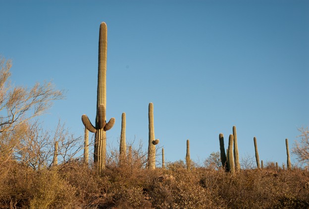 Tucson gem show