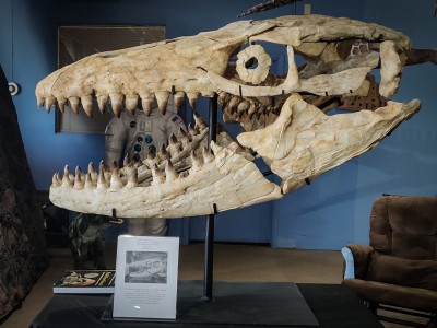 Tête de dinosaure provenant du Maroc